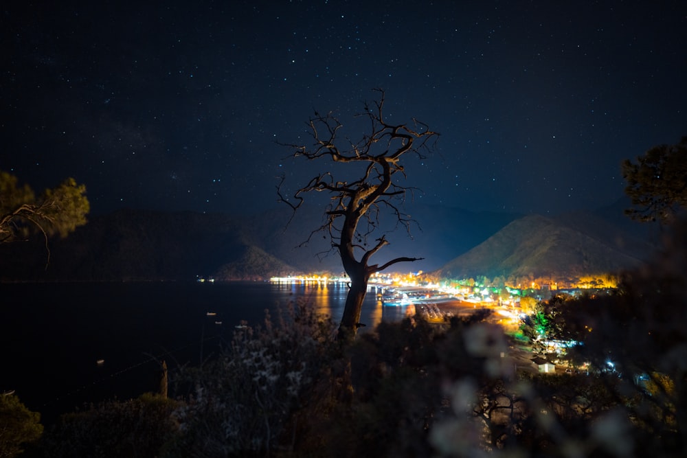 a tree with lights at night