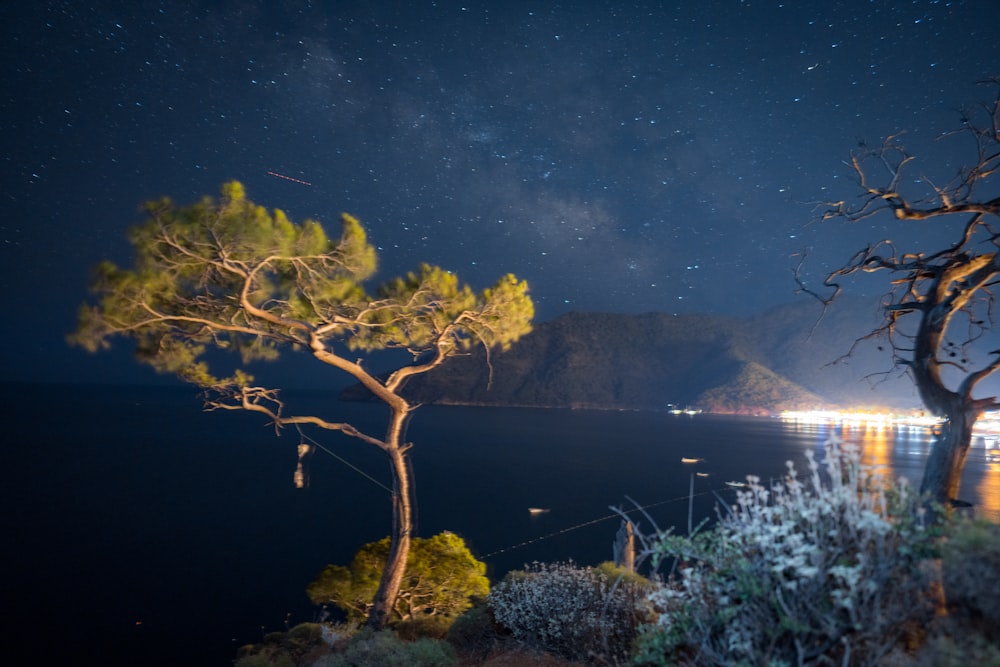 a tree with lights in the background