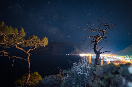 A serene night scene with a starry sky above, two distinct pine trees frame the image with their branches reaching out. Below, a calm body of water reflects the distant lights of a town or village, creating a beautiful contrast between nature and the artificial light. The hillside is visible in the background, adding depth to the composition.