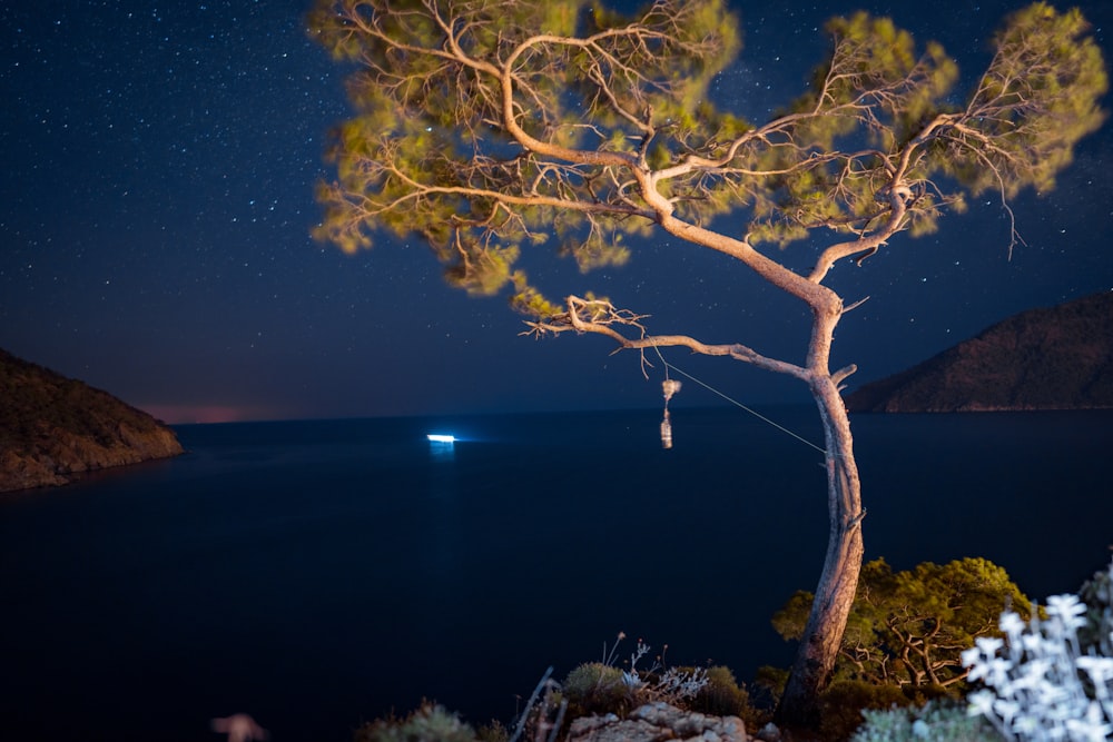 a tree next to a body of water