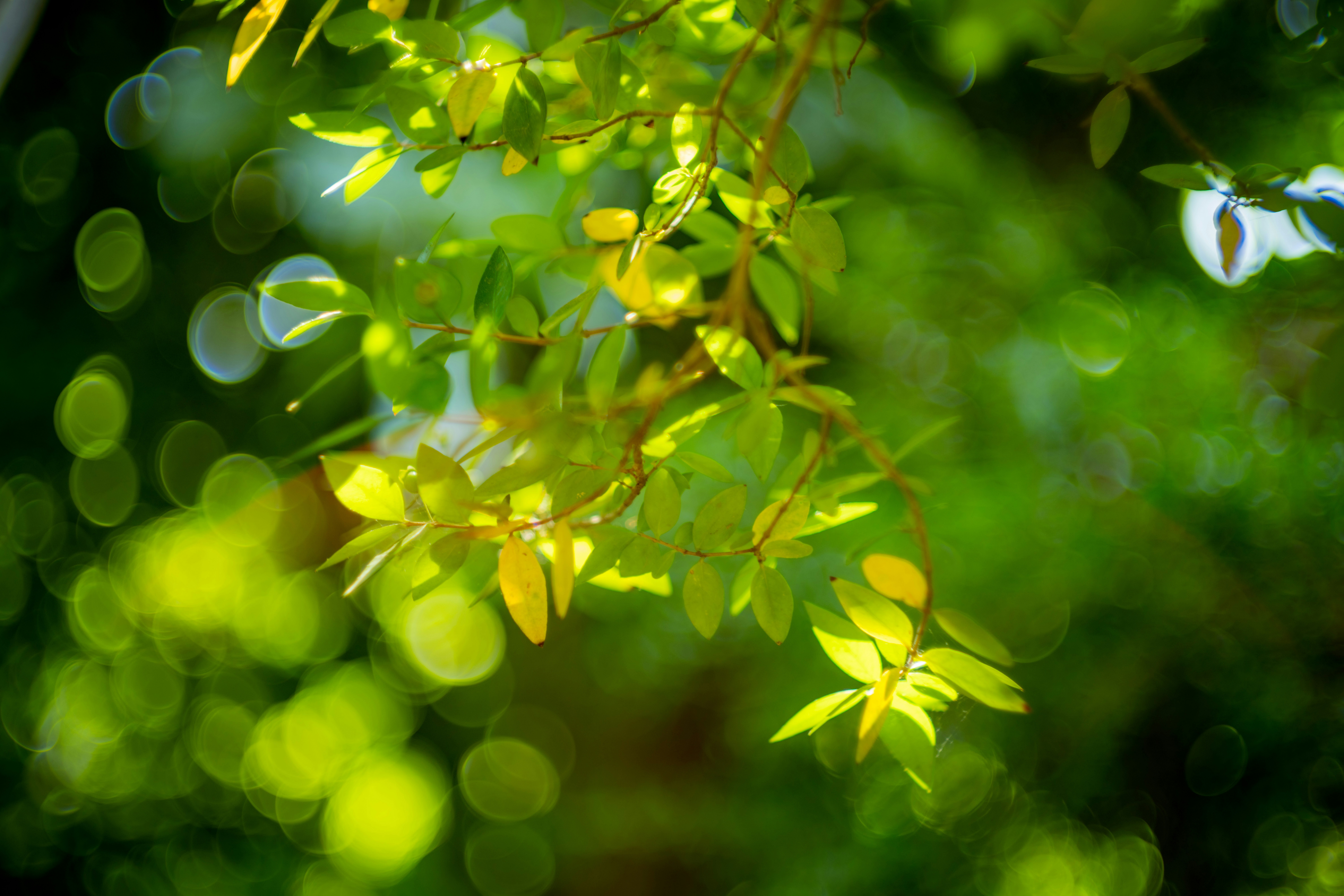 Photo by raimondklavins