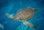 Close-up of a sea turtle swimming gracefully among colorful fish.