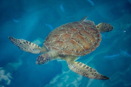 Close-up of a sea turtle swimming gracefully among colorful fish.
