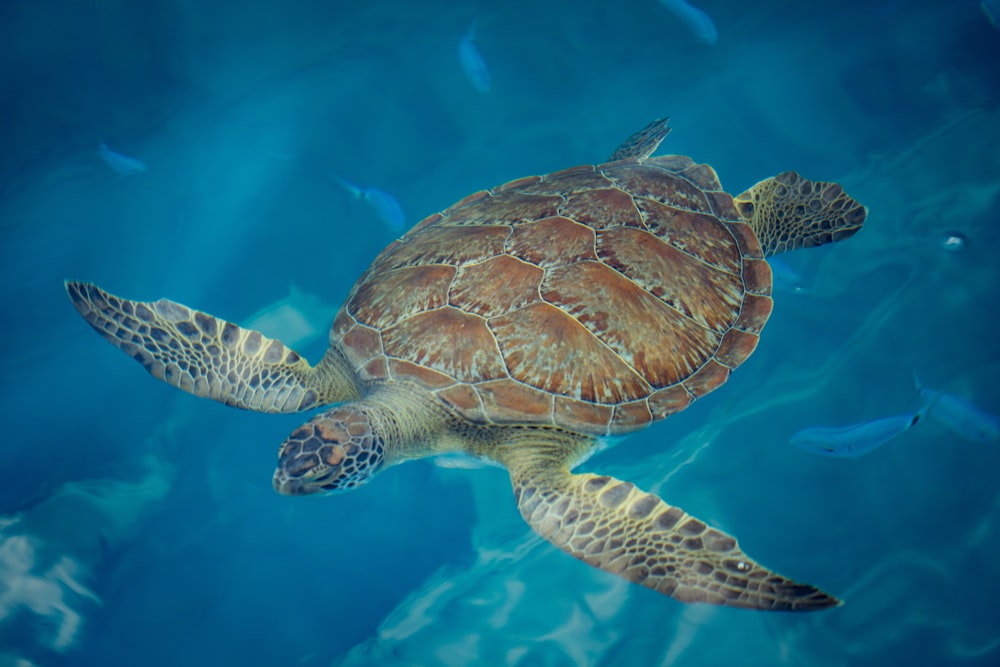 a turtle swimming in water