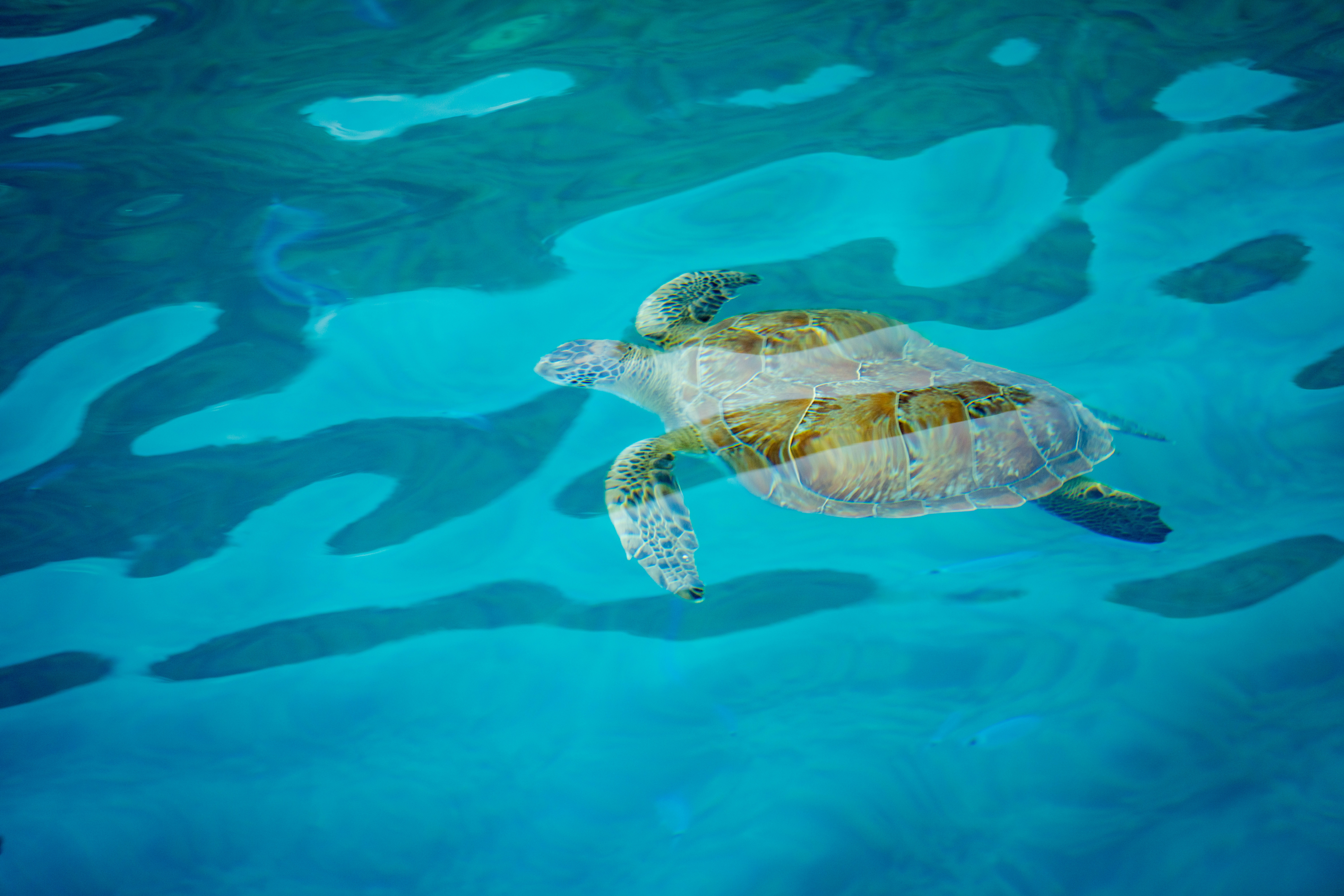 Photo by raimondklavins