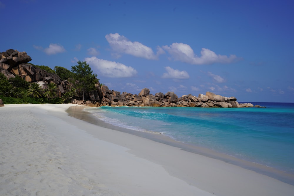 a beach with rocks and trees