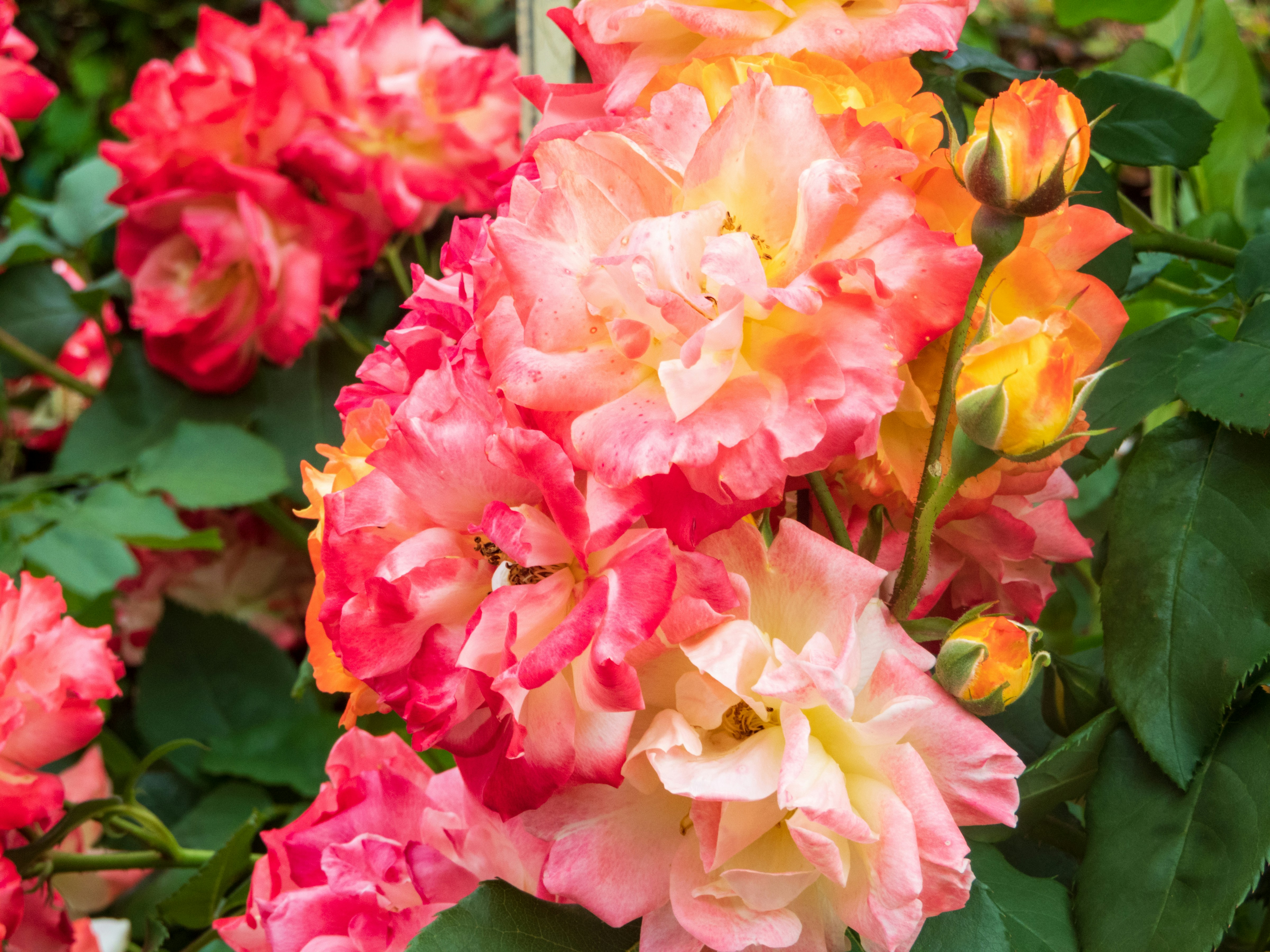 Photo by heppoko_yama