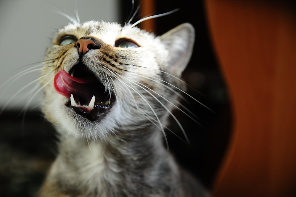 a cat with its mouth open