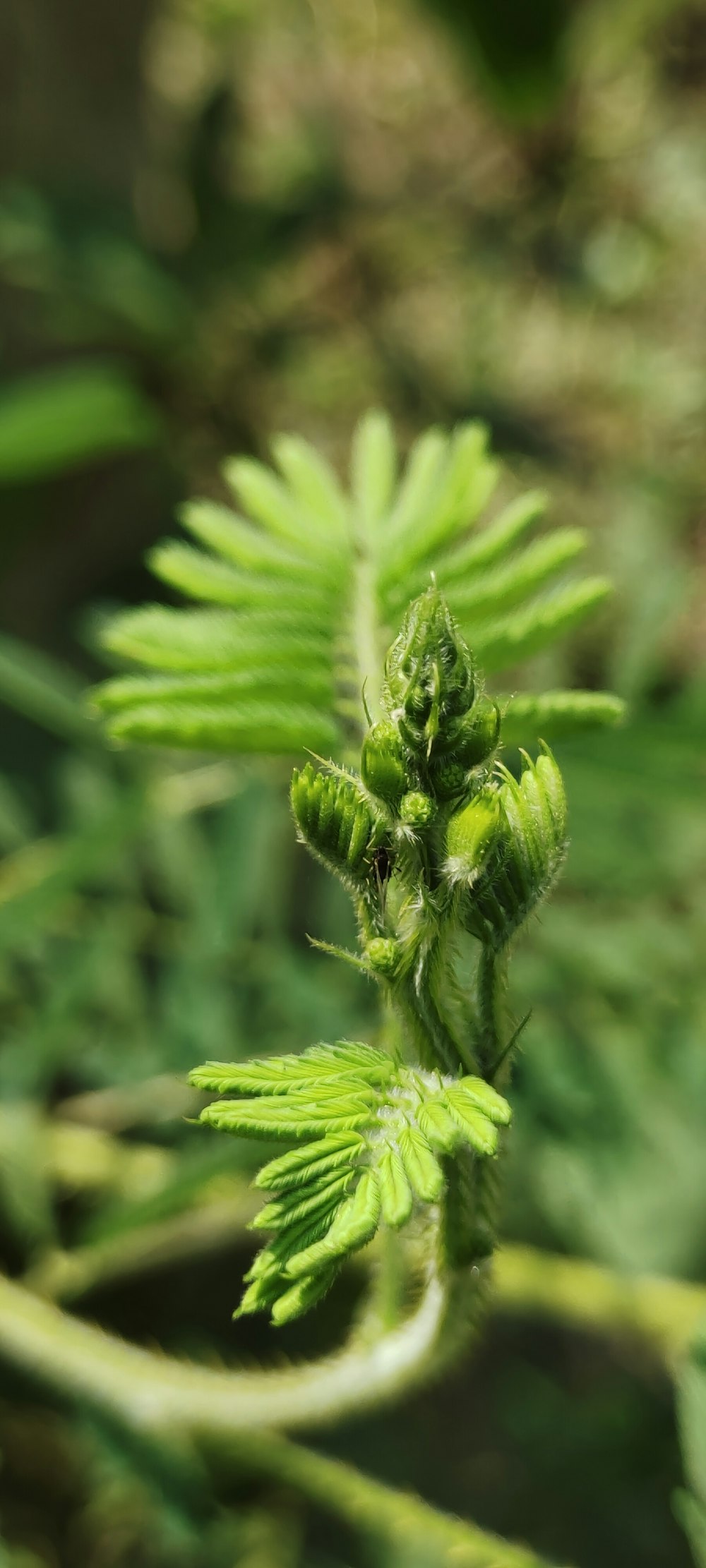 a close up of a plant