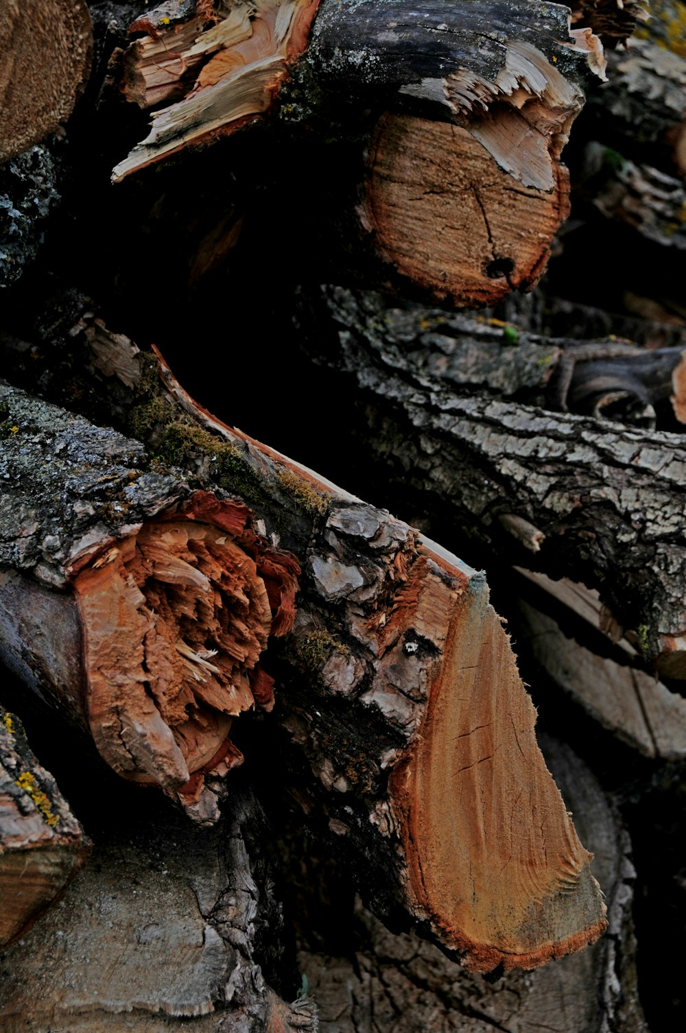 a group of brown leaves