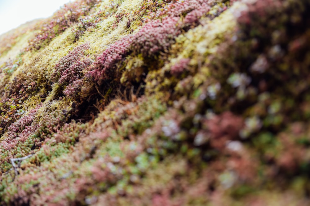 a close up of a plant