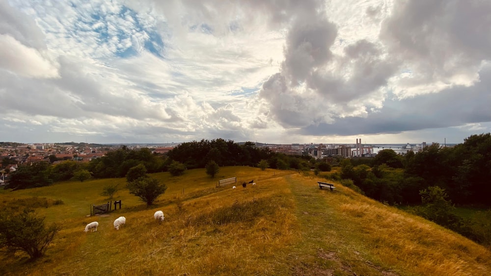 a group of sheep grazing in a field