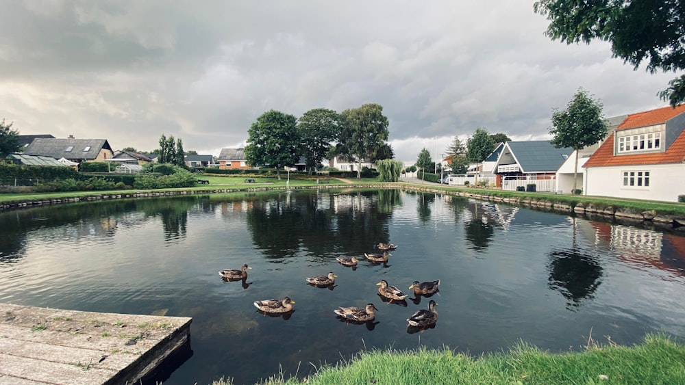 a group of ducks in a pond