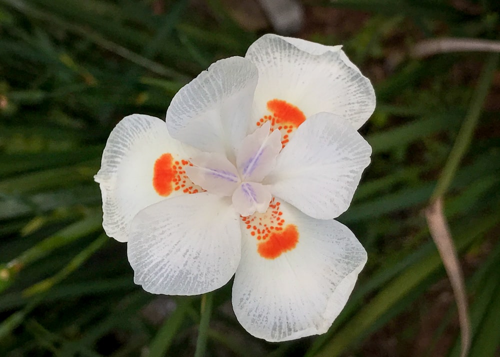 a white flower with red spots