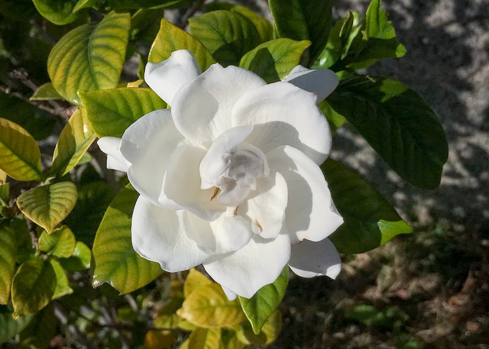 a white flower with green leaves