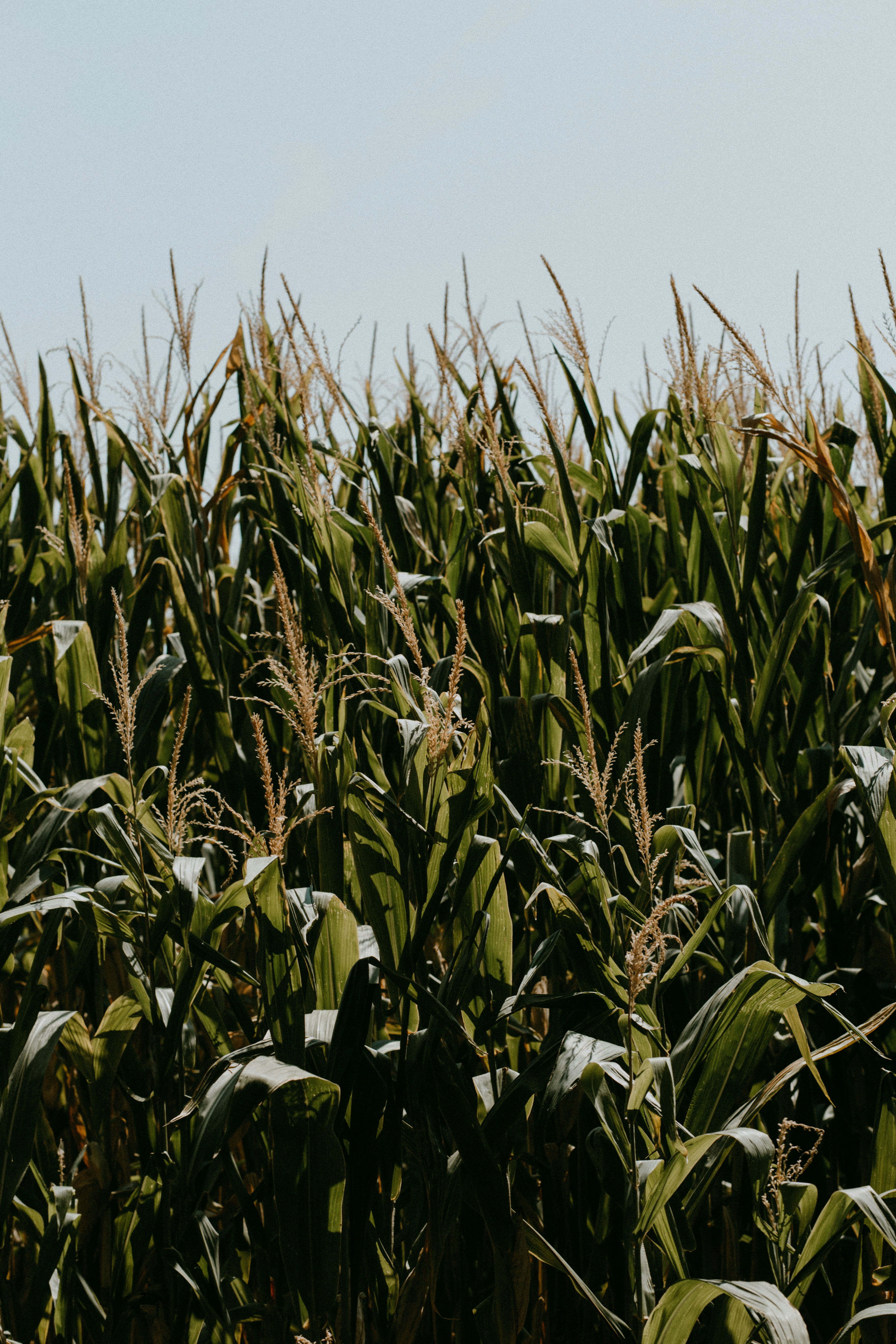 とうもろこし畑の写真 – Unsplashのテクスチャーの無料画像, image size:3000x4500