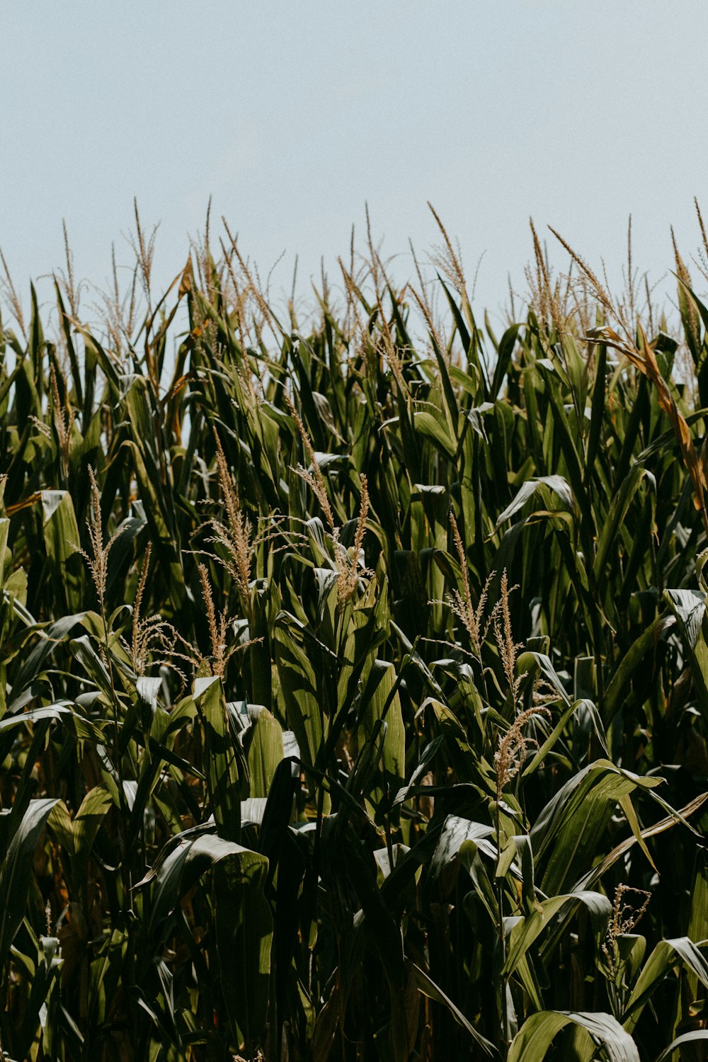 a field of corn