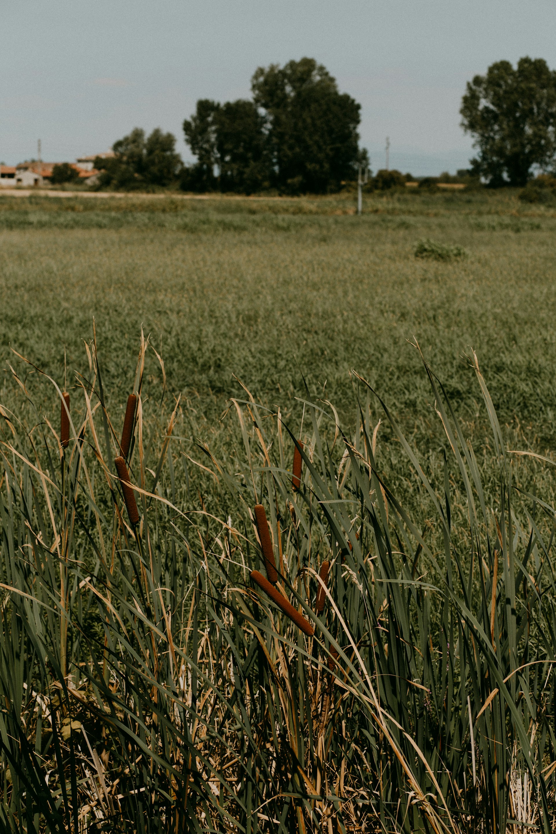 a field of grass with a fence