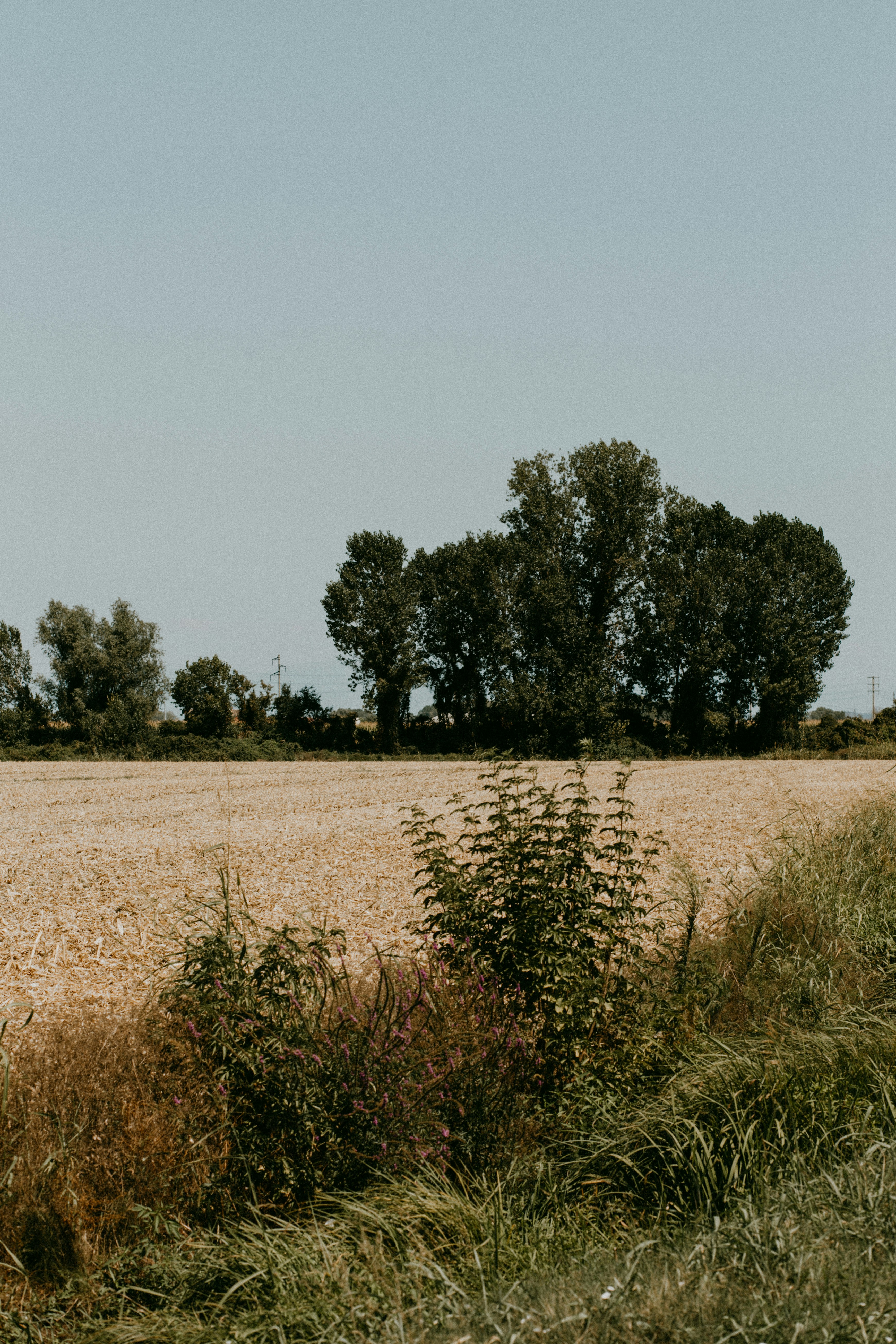 a field with trees in the background