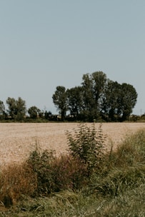 a field with trees in the background
