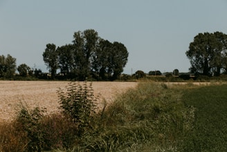 a field of grass and trees