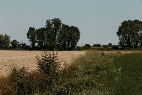 a field of grass and trees