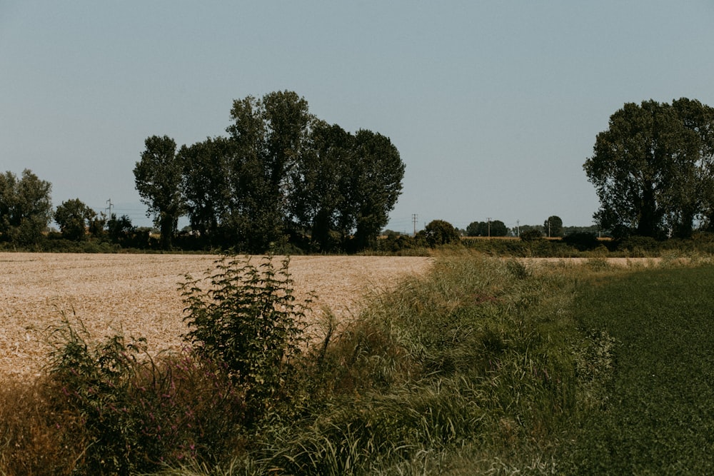 a field of grass and trees