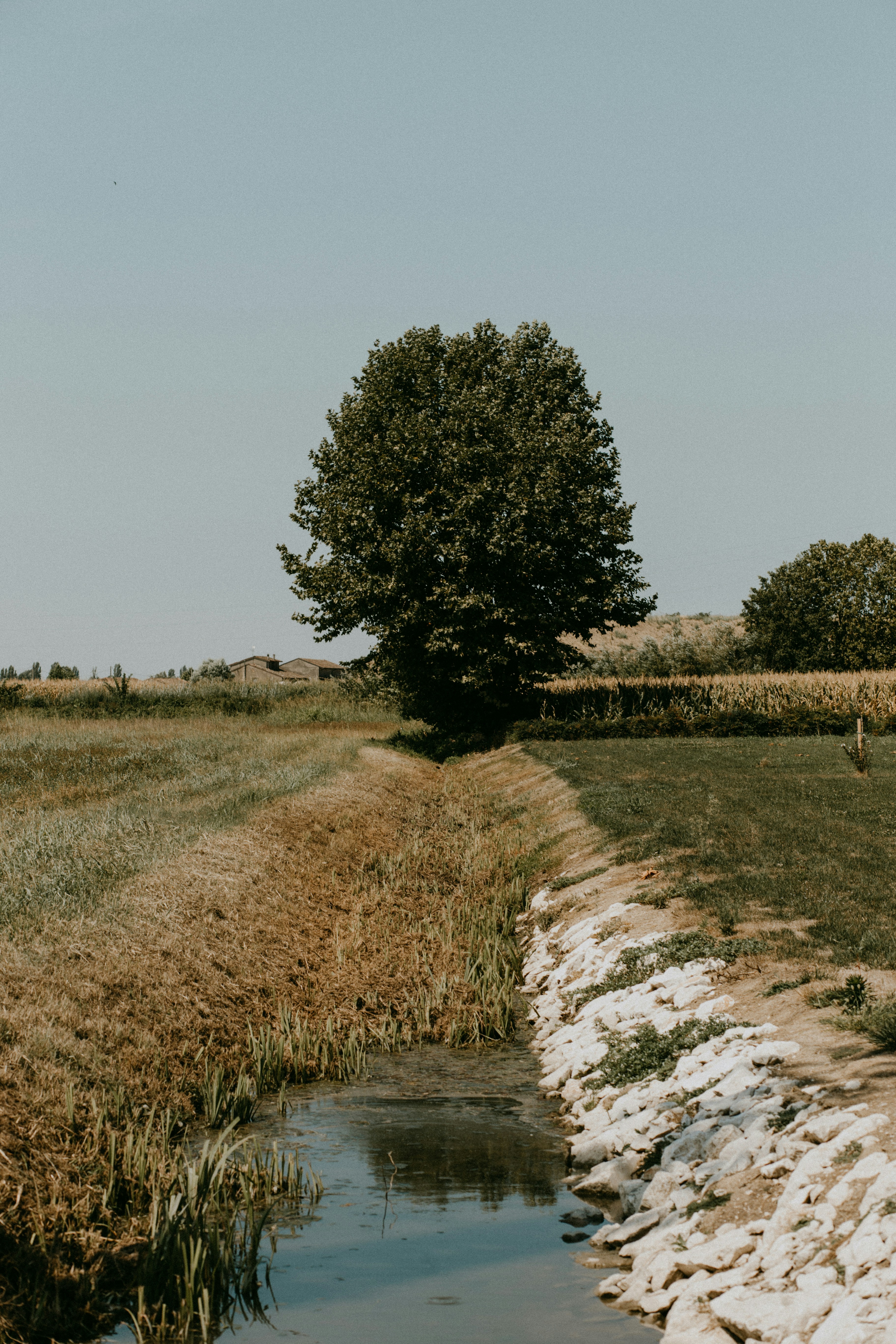 a small pond in a field