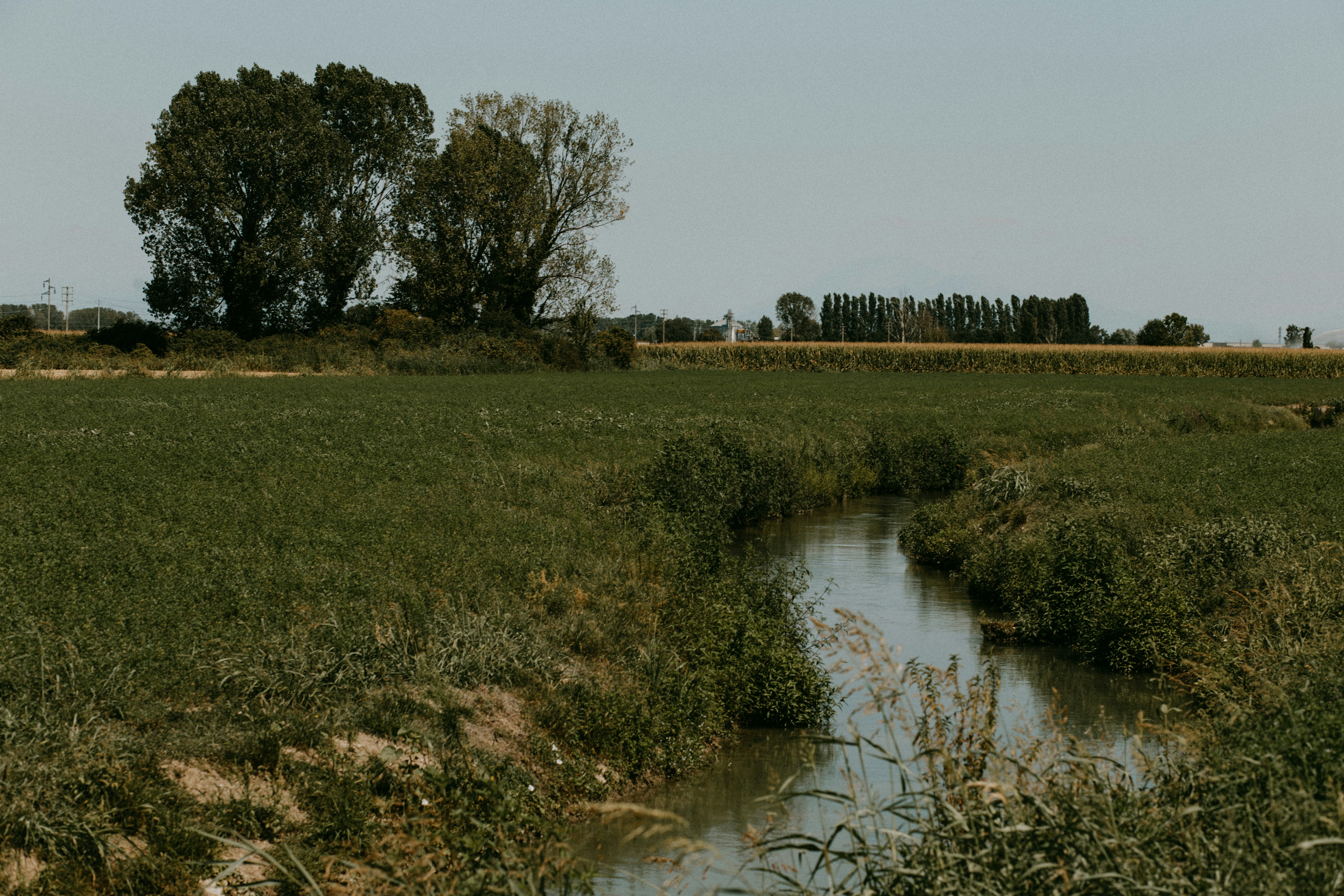 a small pond in a field