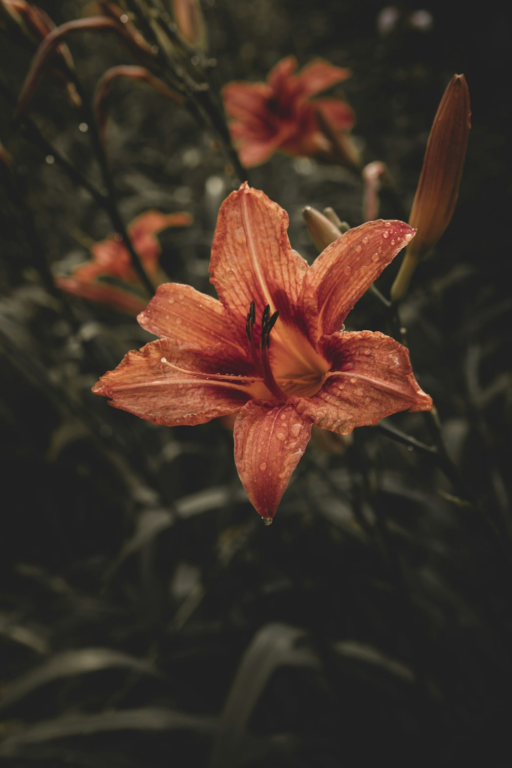 a close up of a flower