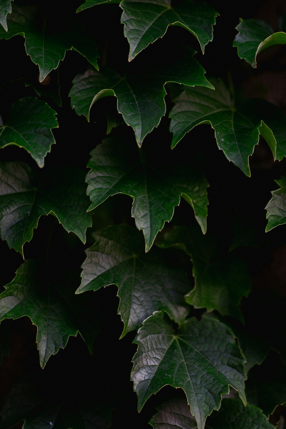 a group of green leaves