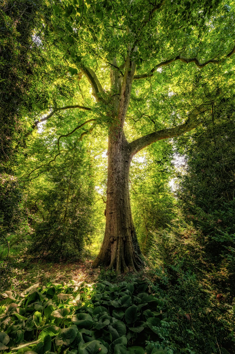 a large tree in a forest