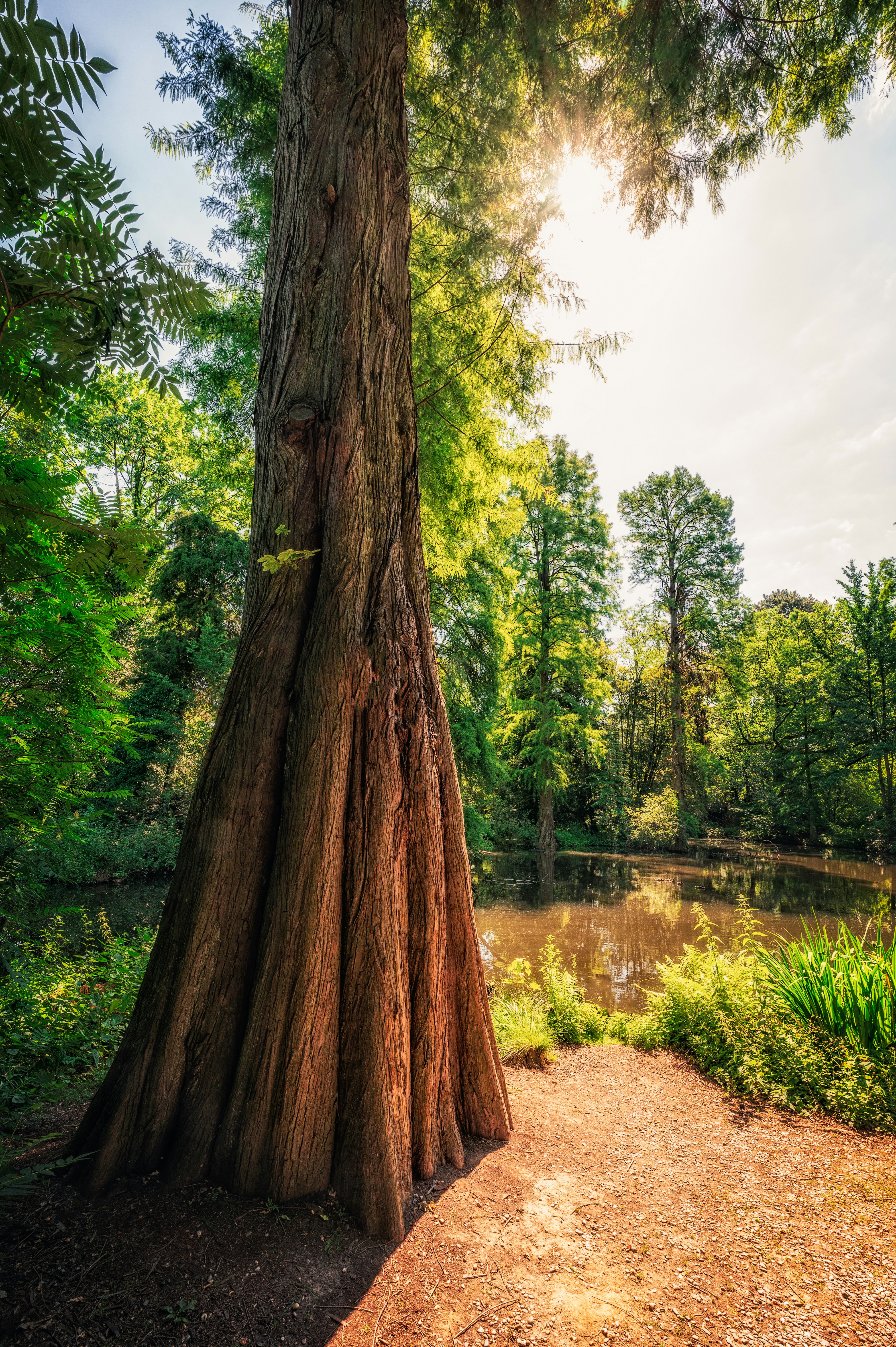 un árbol junto a un cuerpo de agua