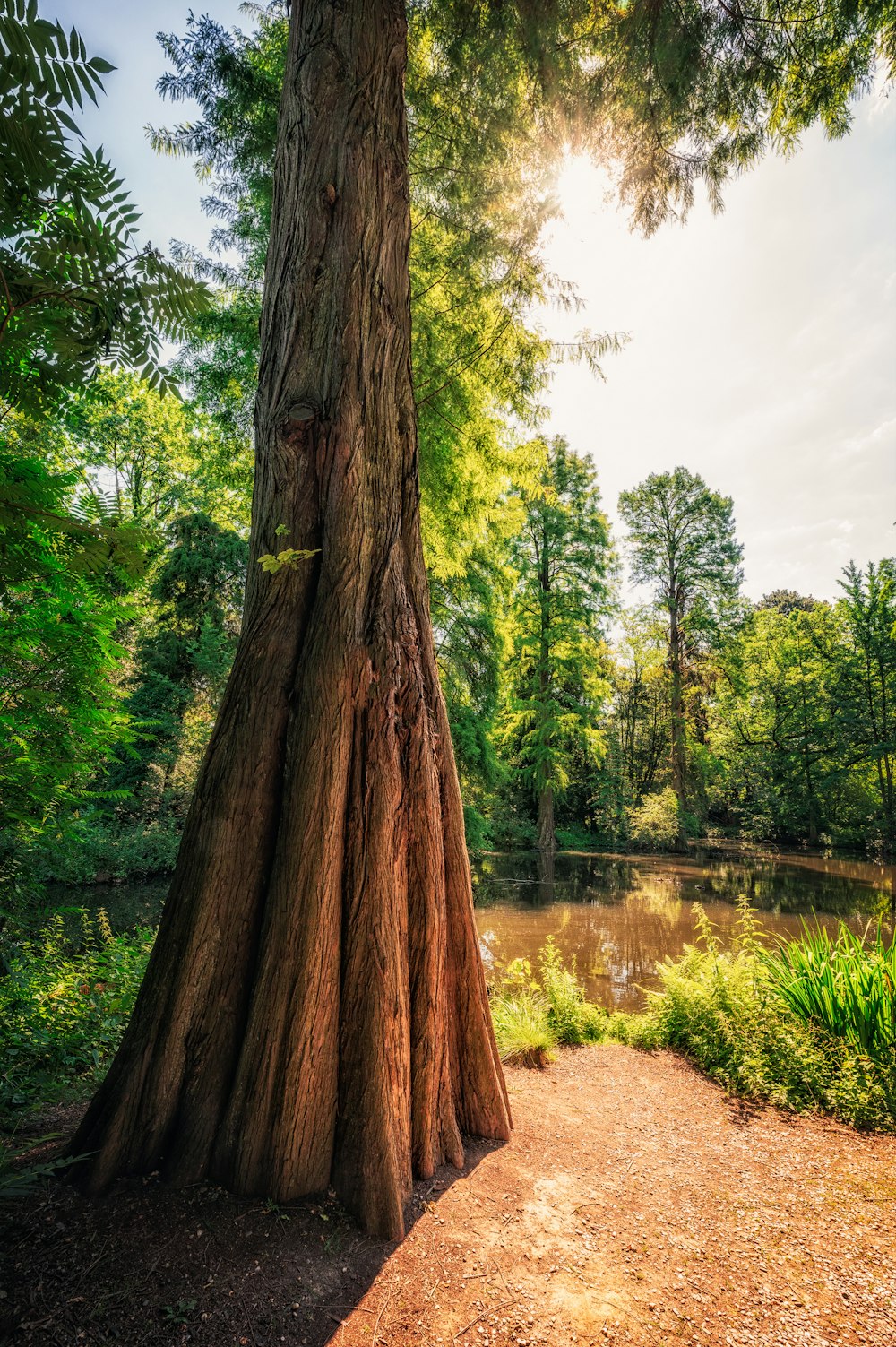 a tree next to a body of water