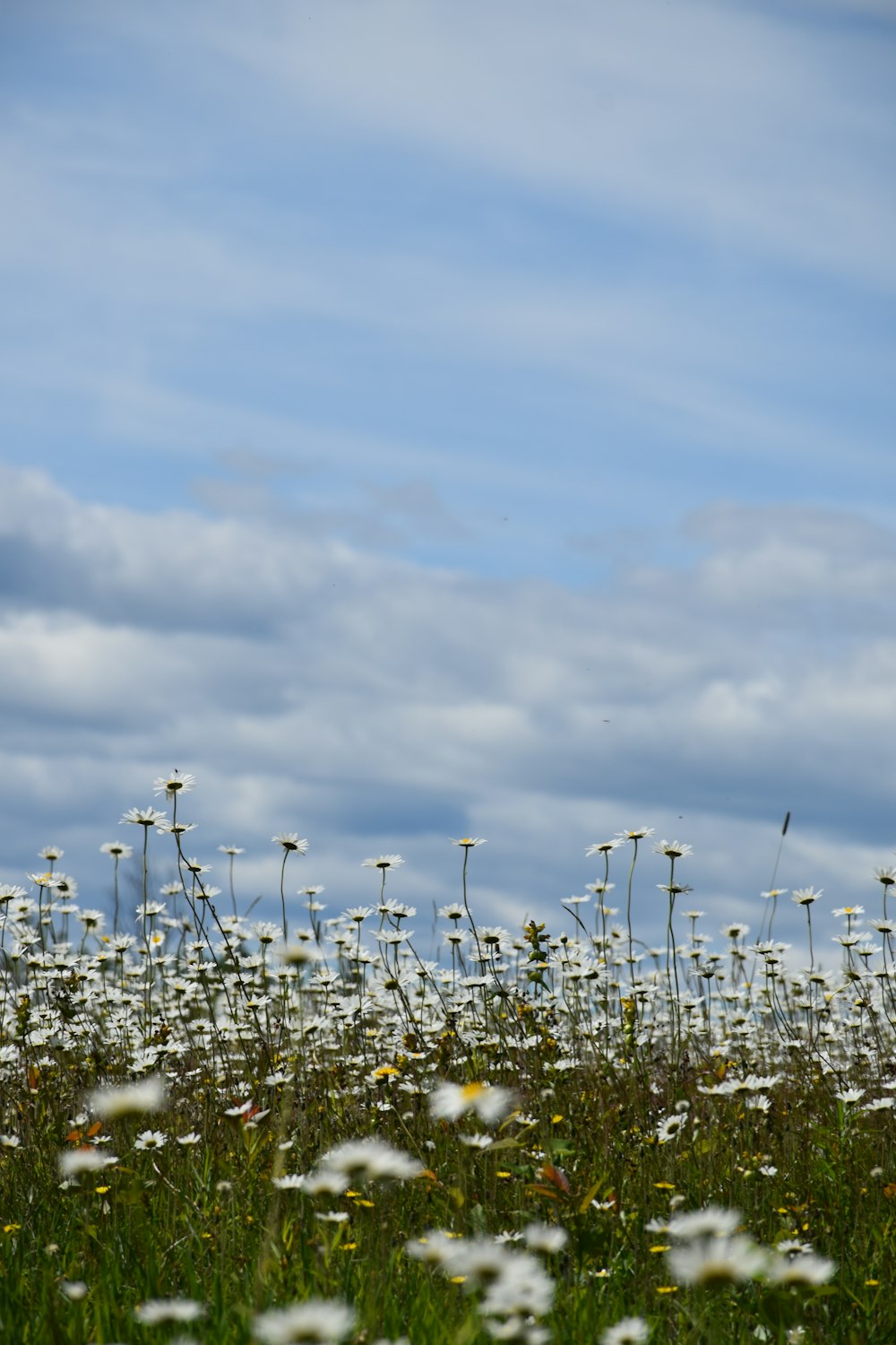 Un campo de flores