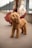 A small, curly-haired dog stands on a paved sidewalk, with a blurred person reaching out to pet it. The background features a decorative metal railing and an out-of-focus view of a body of water and distant landscape.