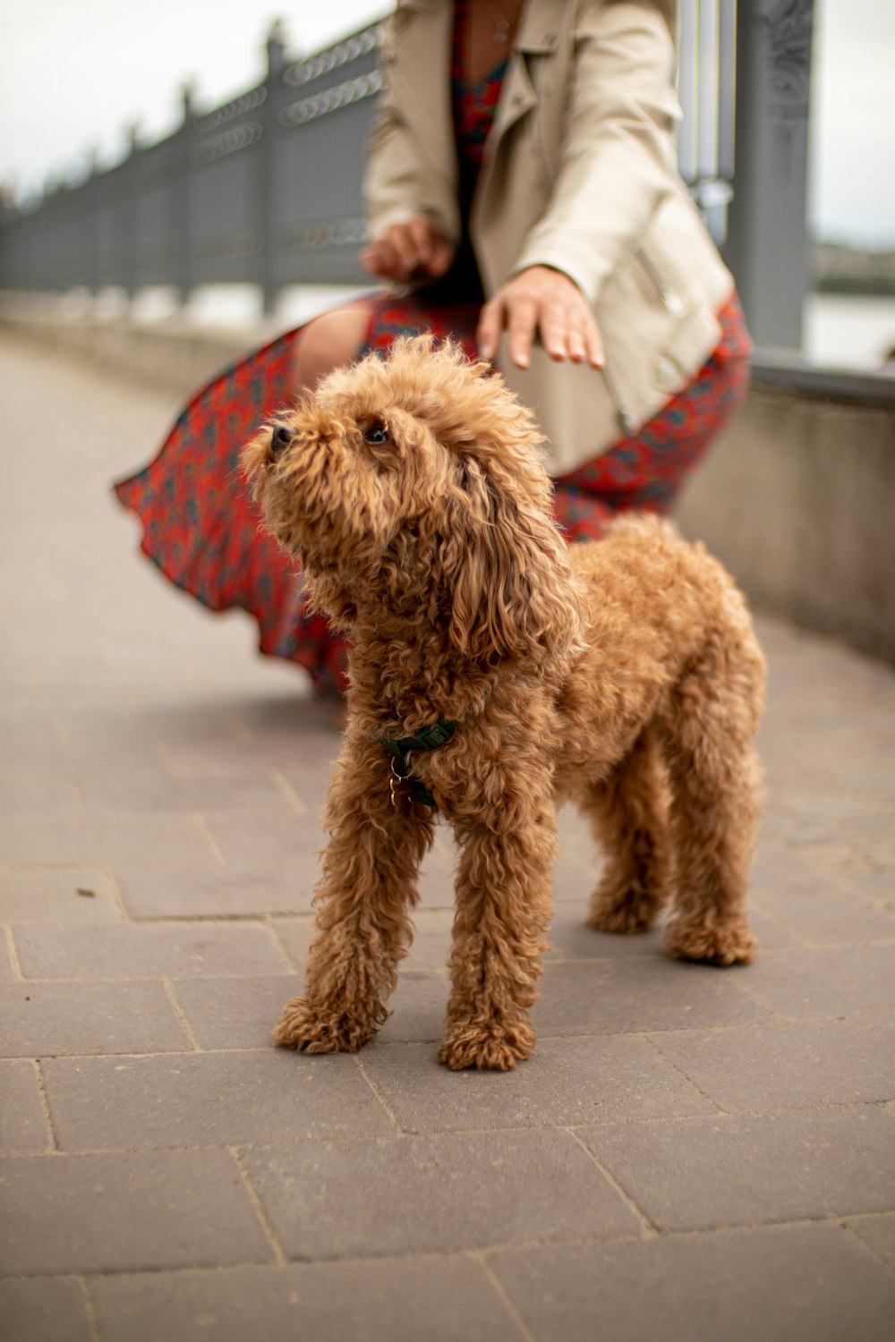 a person holding a dog