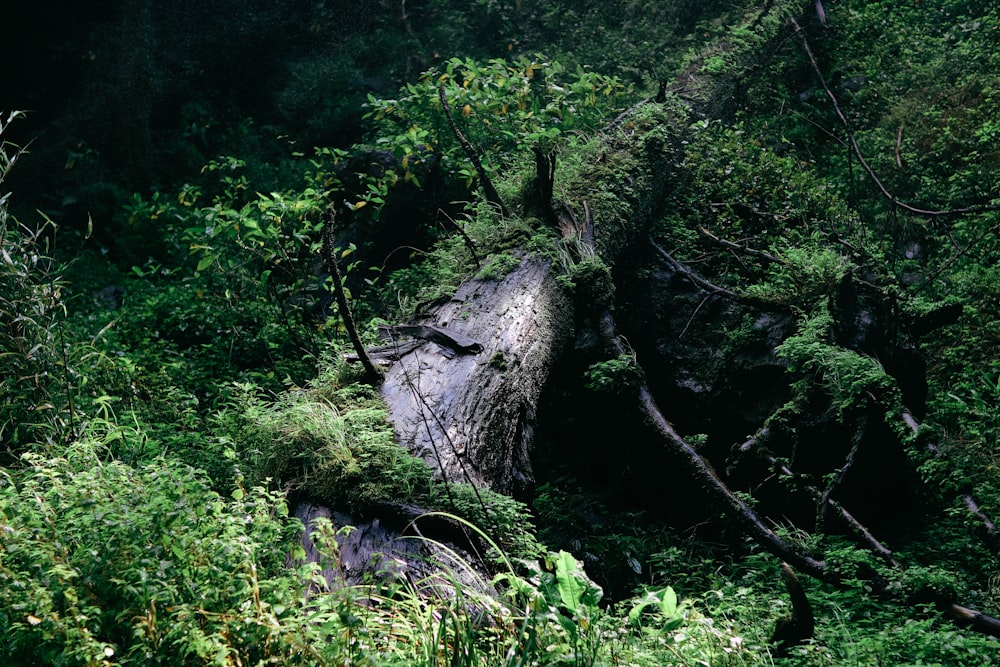 a large rock in the middle of a forest