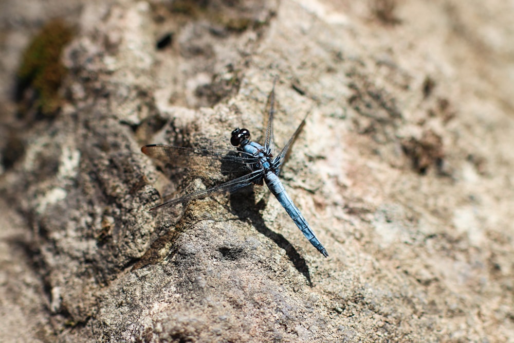 a dragonfly on a rock