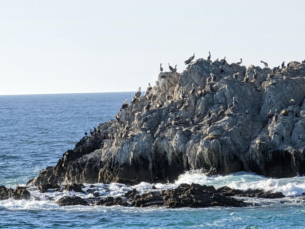 a flock of birds on a rocky cliff