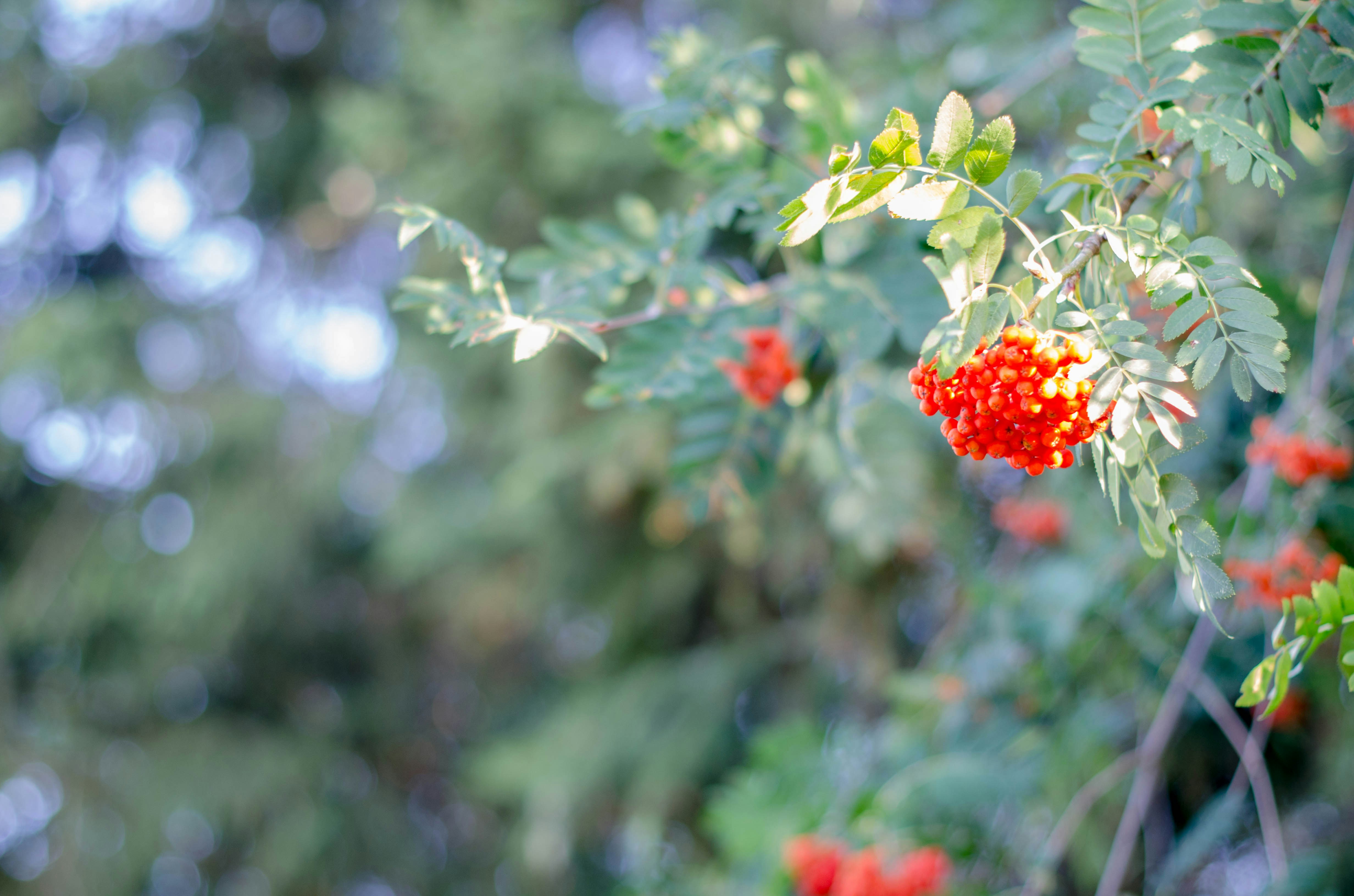 Photo by nika_benedictova