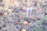 Two delicate purple flowers are surrounded by dry grass and scattered apples, some ripe and others still green, on the ground.