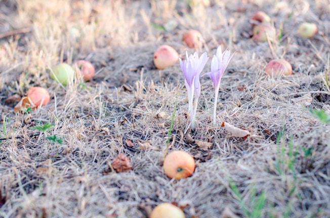 Two delicate purple flowers are surrounded by dry grass and scattered apples, some ripe and others still green, on the ground.