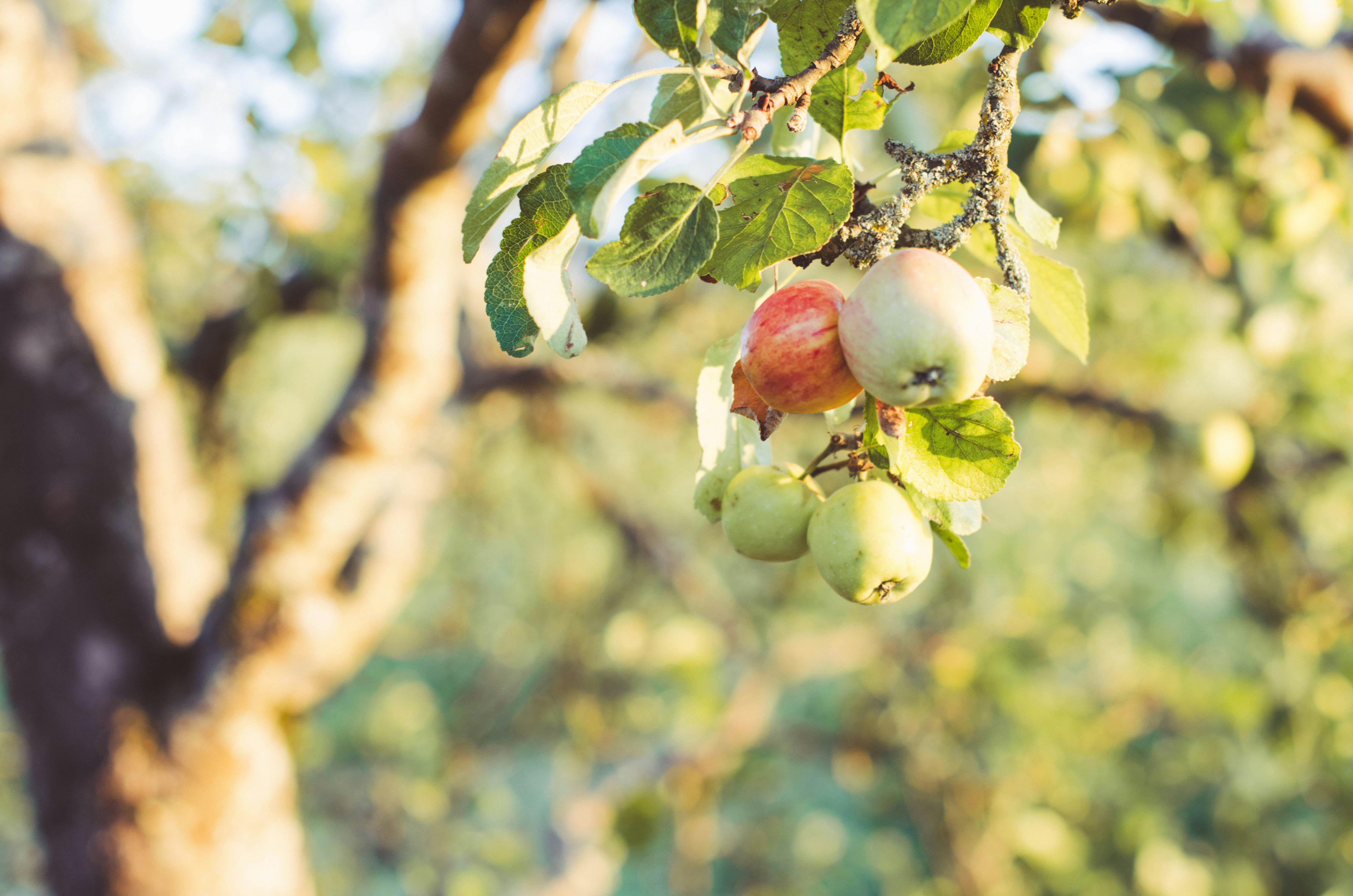 Photo by nika_benedictova