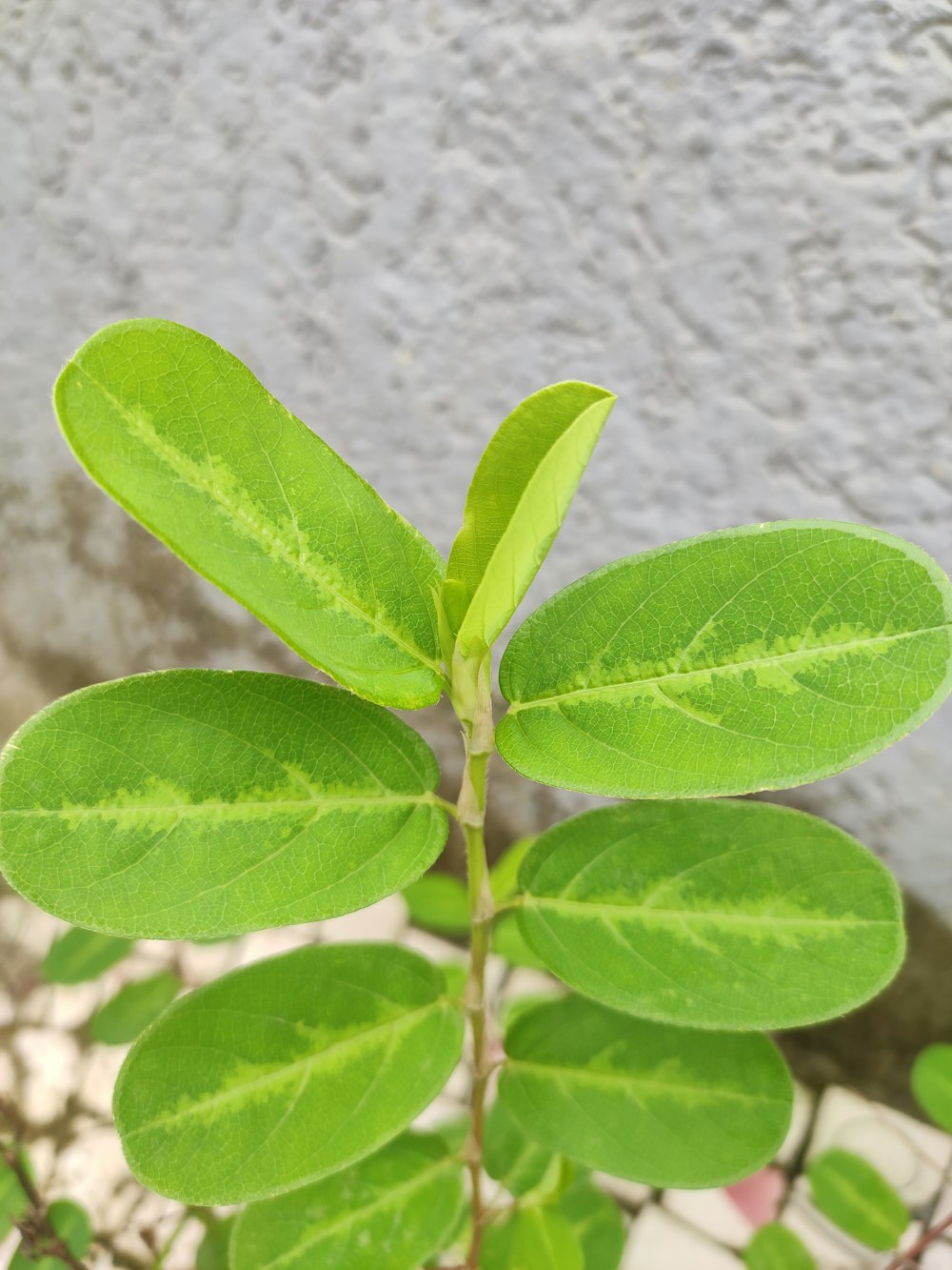 a close-up of a plant