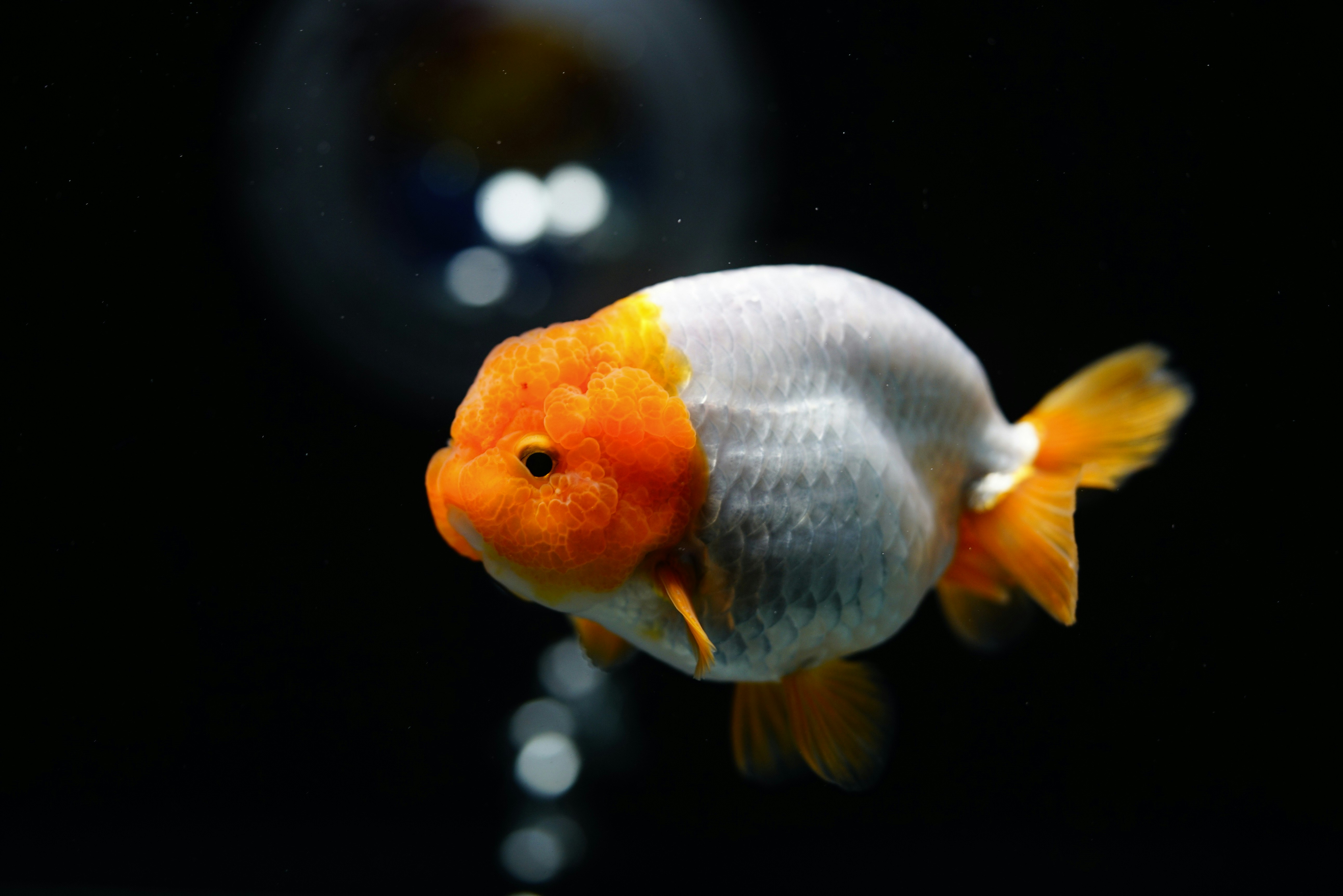 Ranchu Goldfish