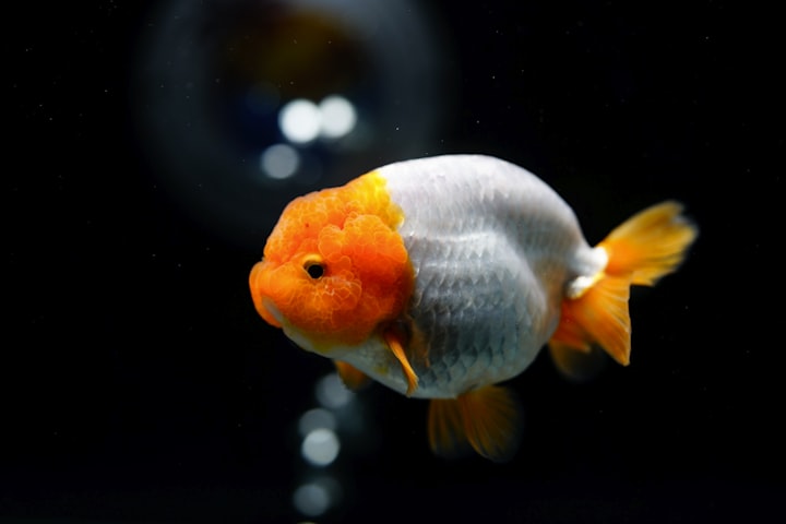 Ranchu Goldfish