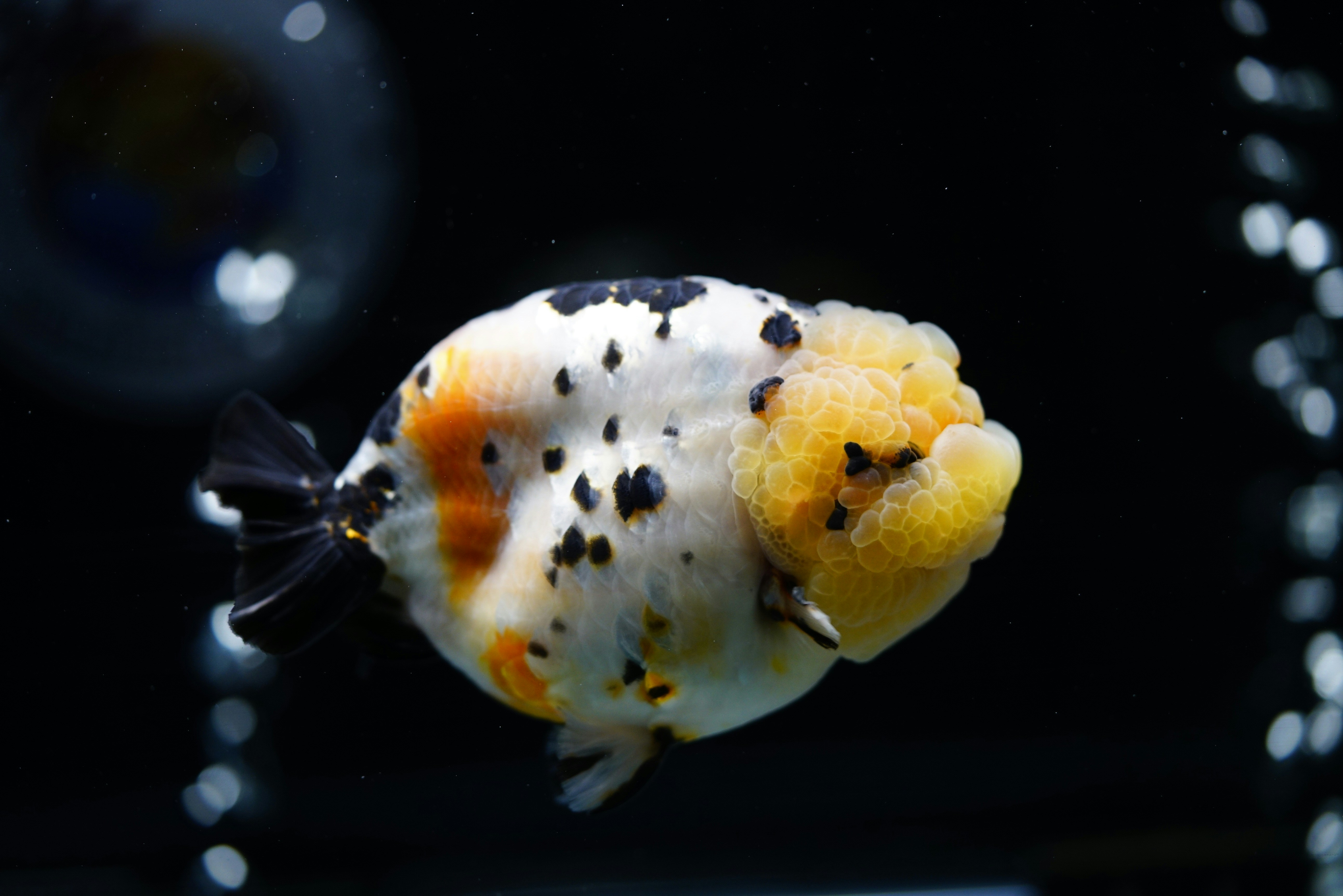 バグのクローズアップ