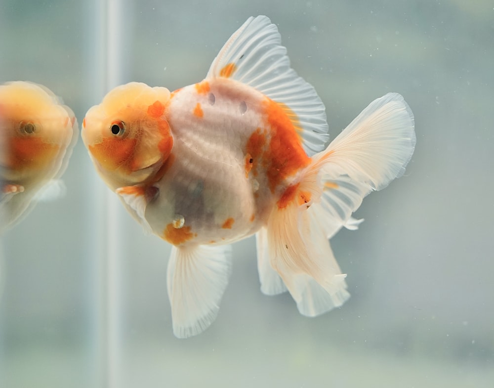 a close-up of a fish