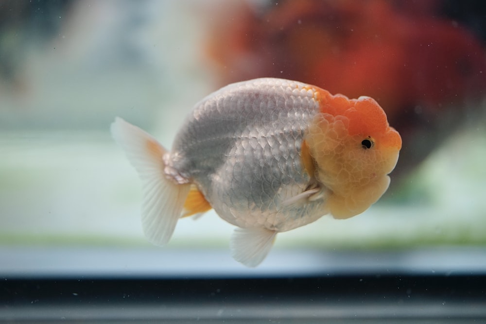 a goldfish swimming in water